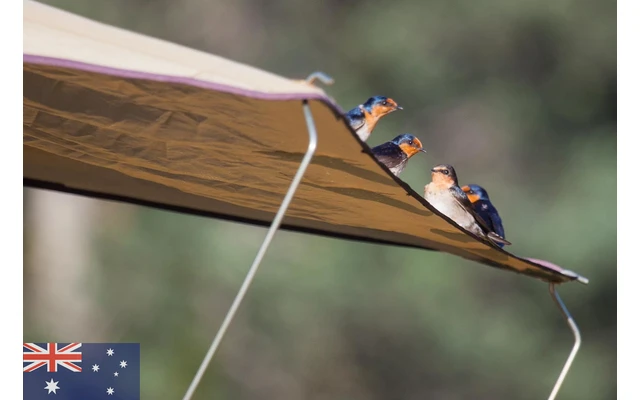 Gordigear Dachzelt Plus Für 3 Personen Mit Staufläche 165 X 320 Cm Grün – Bild 2